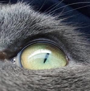 Meet your Posher, Donna